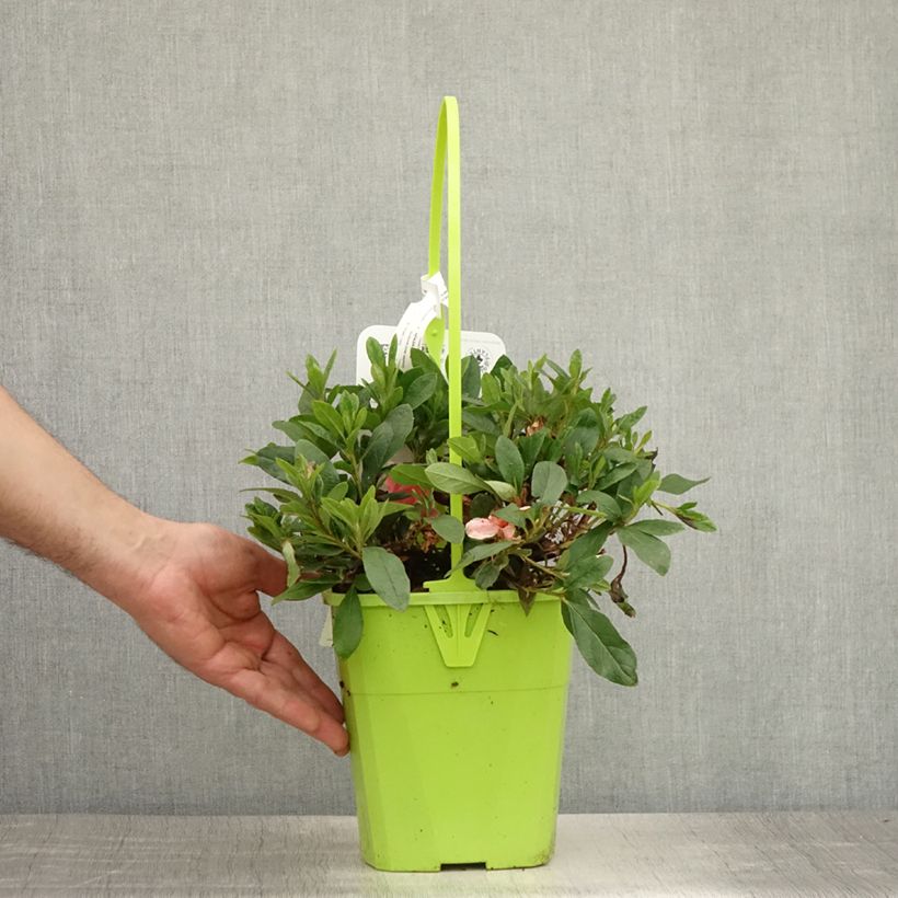 Esemplare di Azalea japonica ENCORE Sunburst Vaso da 3L/4L consegnato in estate
