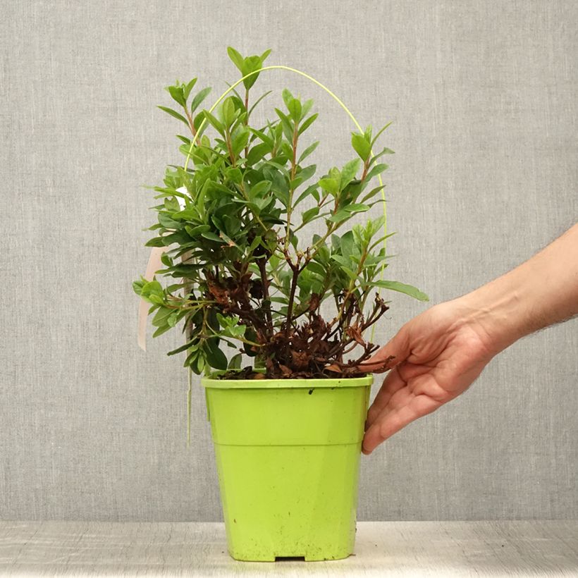 Esemplare di Azalea japonica ENCORE Sunset Vaso da 3L/4L consegnato in estate