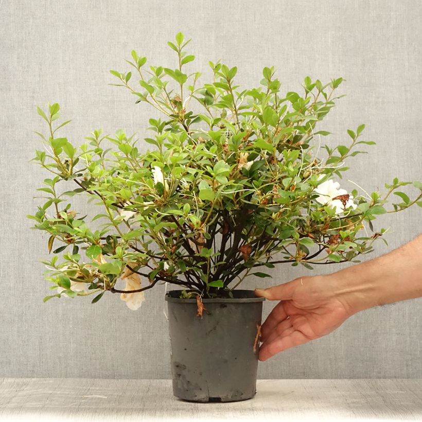 Esemplare di Azalea japonica Dorothy Heiden Vaso da 2L/3L consegnato in estate