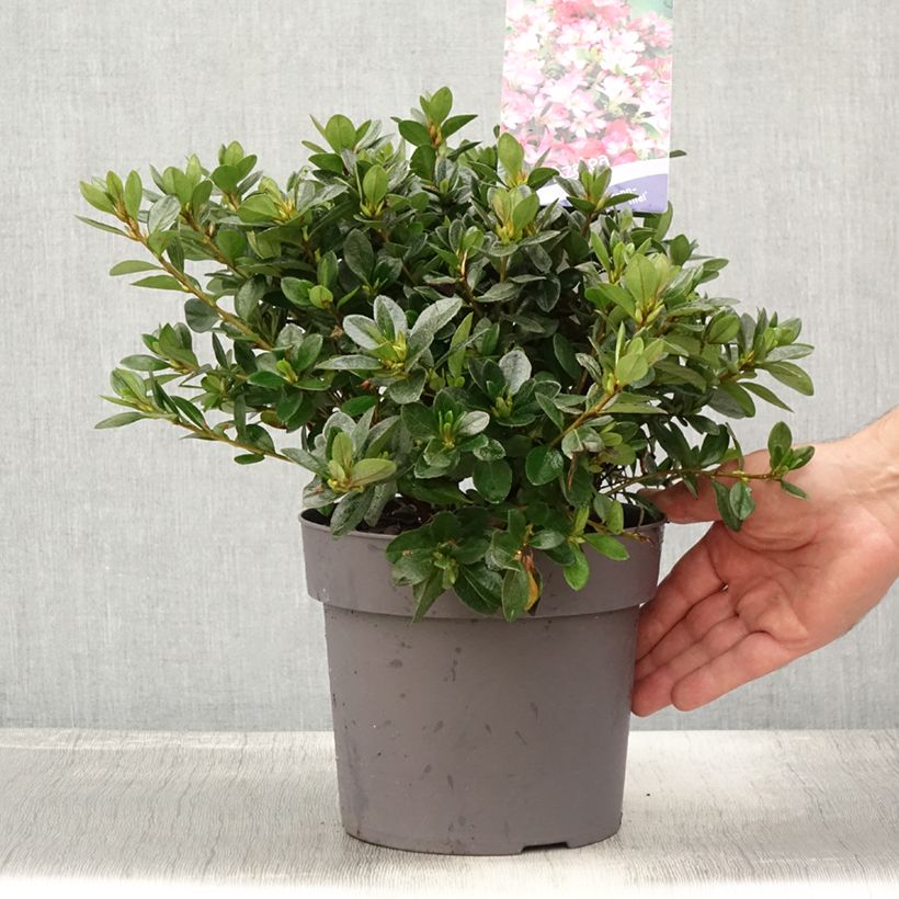 Esemplare di Azalea japonica Izumi no mai Vaso da 3L/4L consegnato in estate
