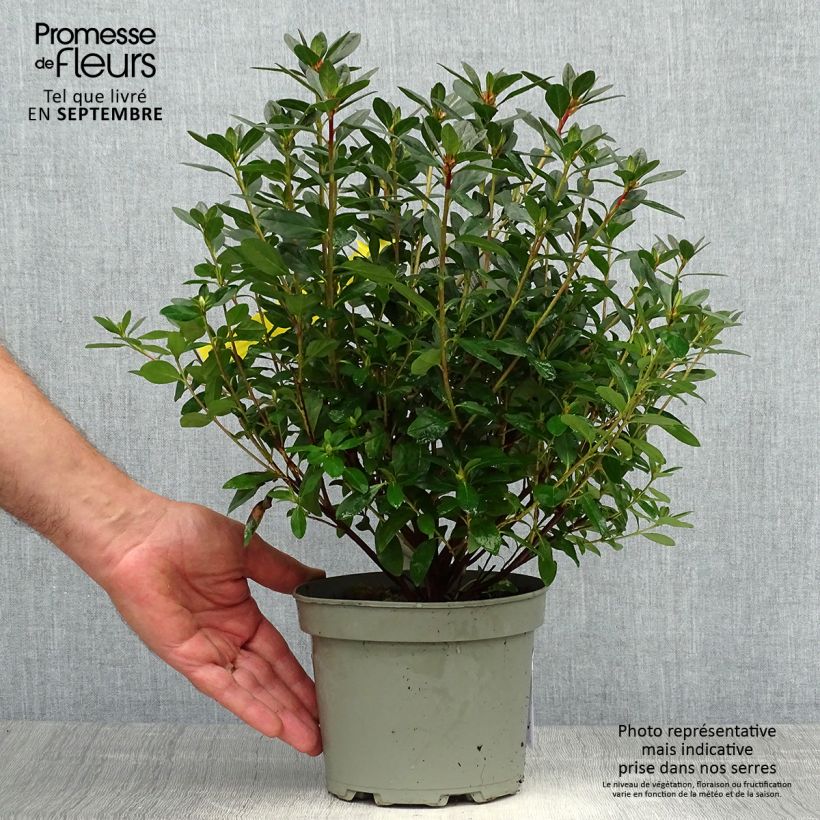 Esemplare di Azalea japonica Madame Galle Vaso da 2L/3L come consegnato in autunno