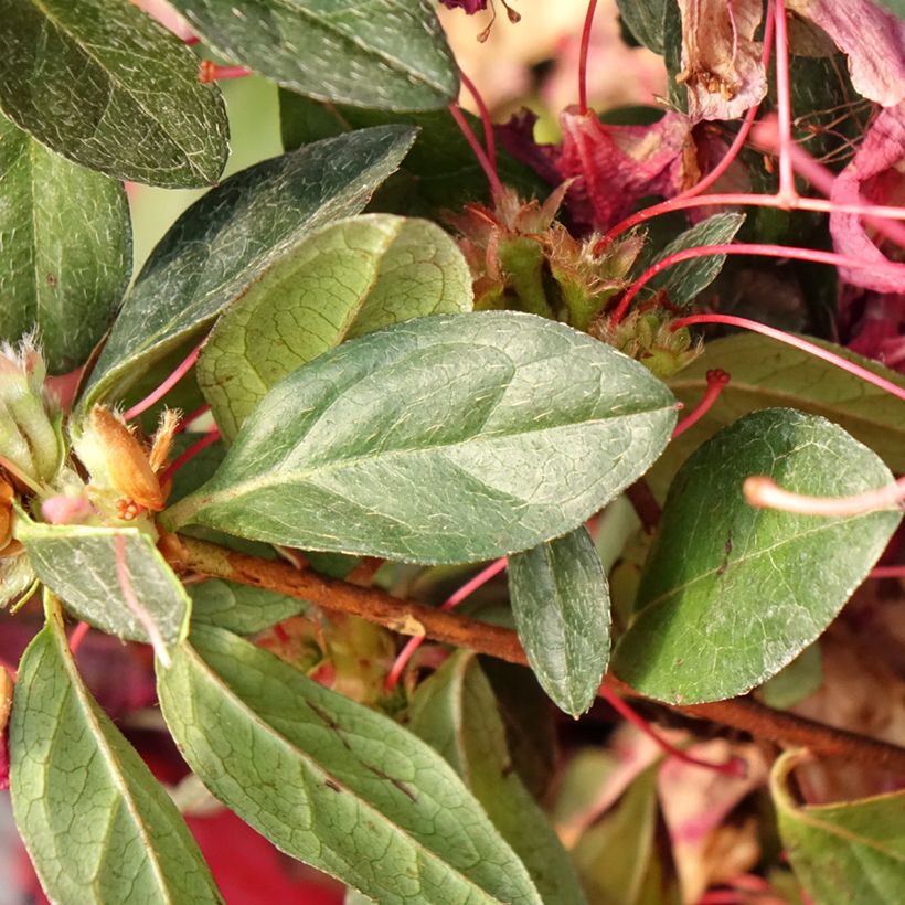 Azalea japonica Madame Galle (Fogliame)