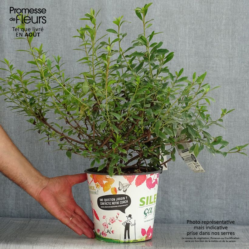 Esemplare di Azalea Purple Splendor Vaso da 4L/5L consegnato in estate