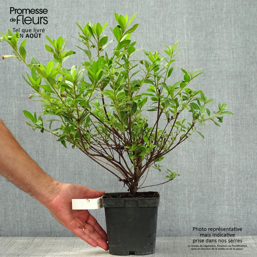 Esemplare di Azalea japonica Rosa King Vaso da 2L/3L consegnato in estate