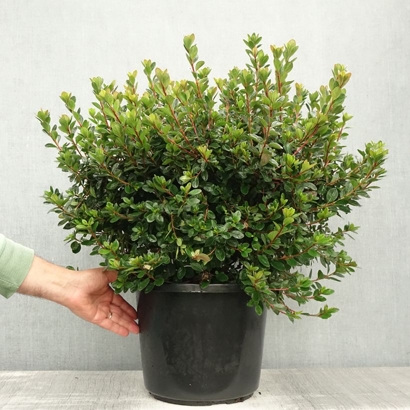 Esemplare di Azalea japonica Stewartstonian Vaso da 12L/15L consegnato in estate
