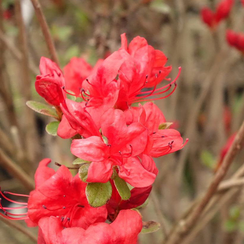 Azalea japonica Stewartstonian (Fioritura)