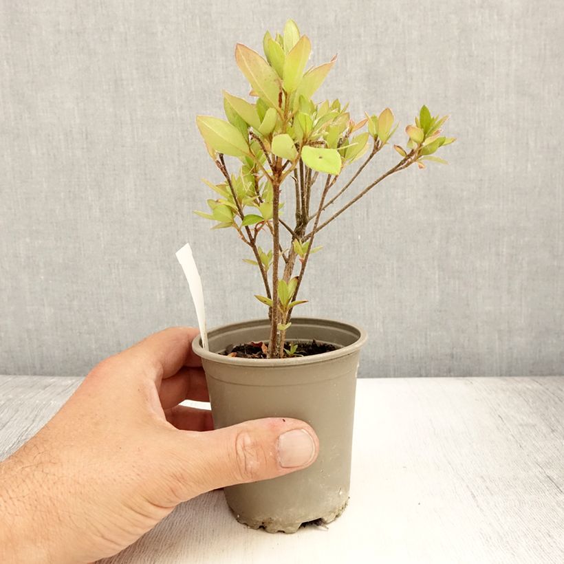 Esemplare di Azalea japonica Vuyk's Scarlet Vasetto da 8/9 cm consegnato in estate
