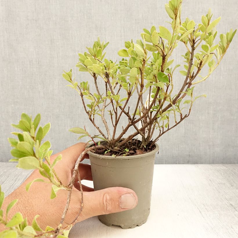 Esemplare di Azalea Blaauw's pink Vasetto da 8/9 cm consegnato in estate