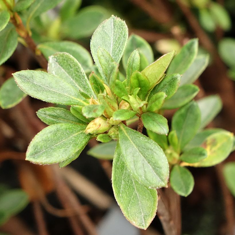 Azalea japonica Gilbert Mullie (Fogliame)