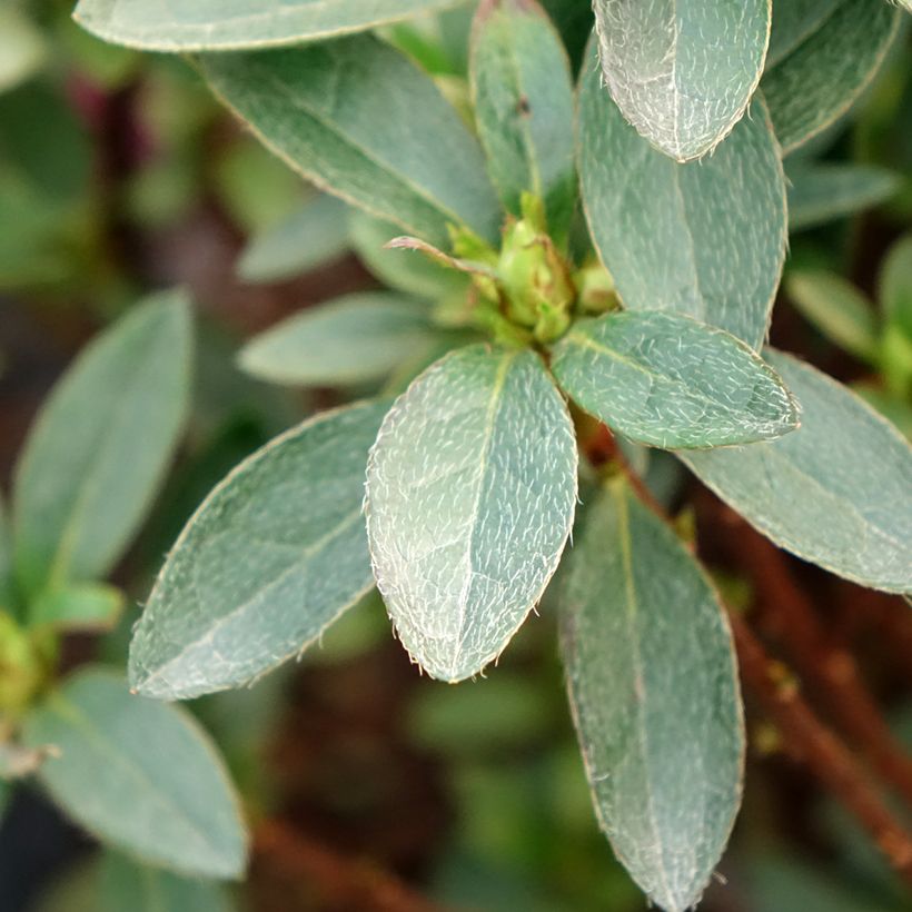 Azalea japonica Mme Van Hecke (Fogliame)