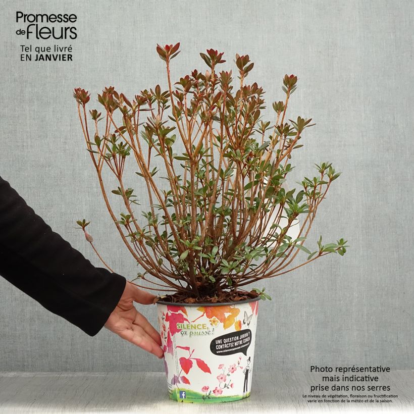 Azalea giapponese Orange Beauty - Rhododendron ibrido - Vaso da 2L/3L esemplare consegnato in inverno