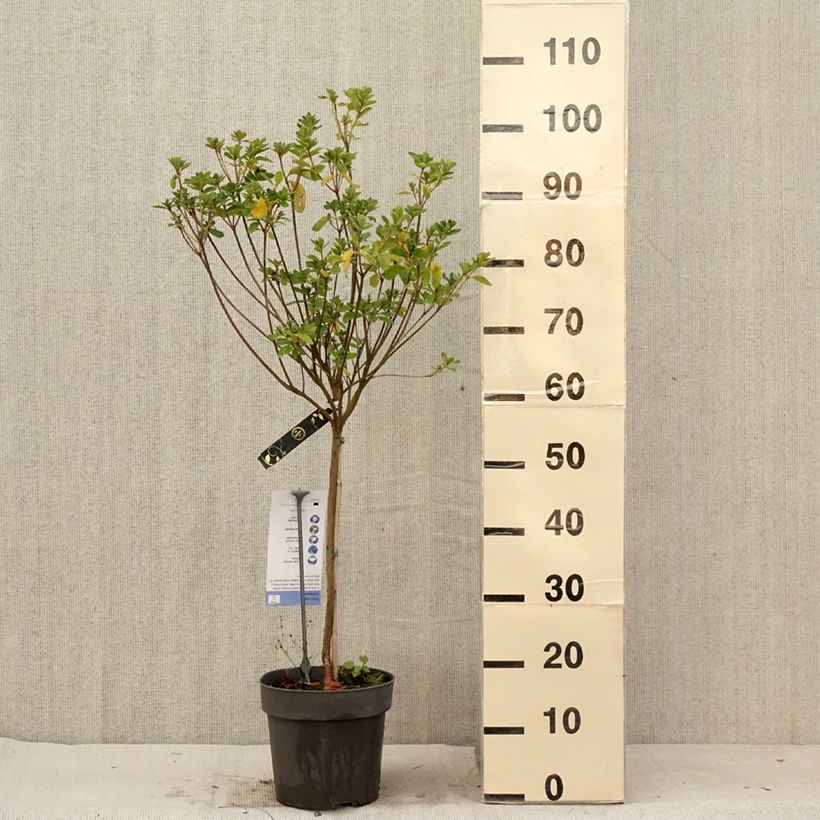 Esemplare di Azalea obtusum Schneeglanz Vaso da 4L/5L consegnato in estate