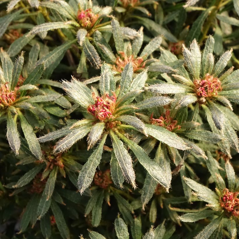 Azalea japonica Star Style Violet (Fogliame)