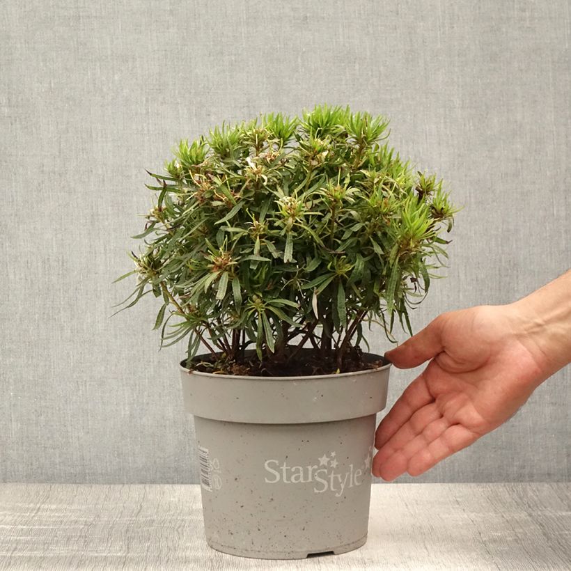 Esemplare di Azalea japonica Star Style White Vaso da 3L/4L consegnato in estate