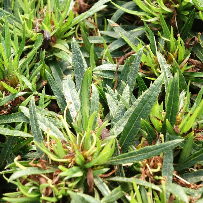 Azalea japonica Star Style White (Fogliame)