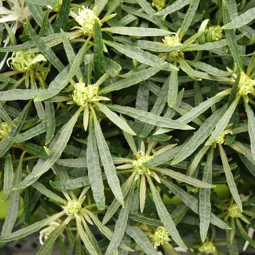 Azalea japonica Star Style White (Fogliame)