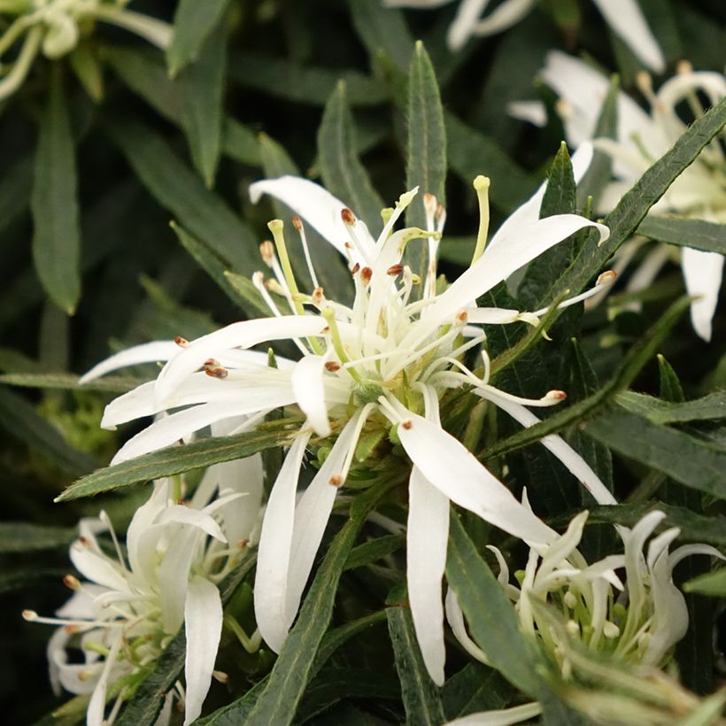 Azalea japonica Star Style White (Fioritura)