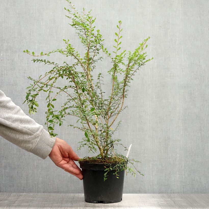 Esemplare di Azara microphylla Vaso da 2L/3L consegnato in estate
