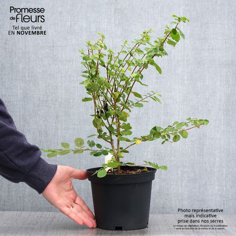 Esemplare di Azara serrata Vaso da 2L/3L come consegnato in autunno