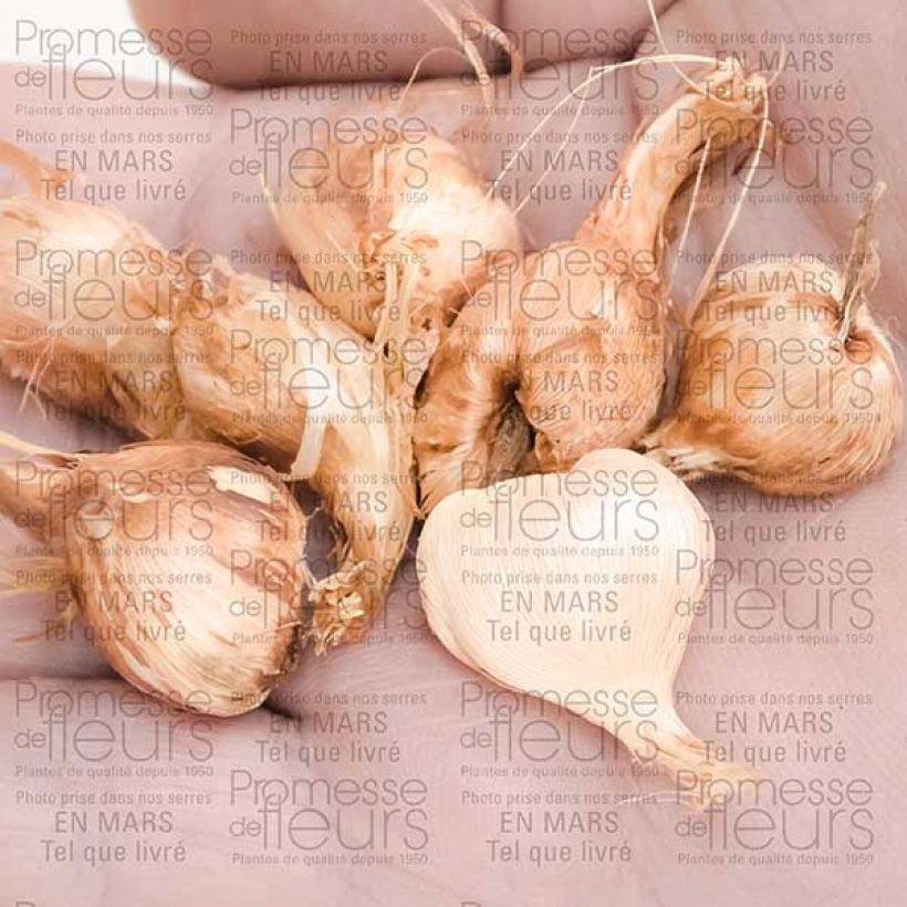 Esempio di esemplare Babiana stricta Zwanenburg Glory Bulbo taglia 4+ come consegnato