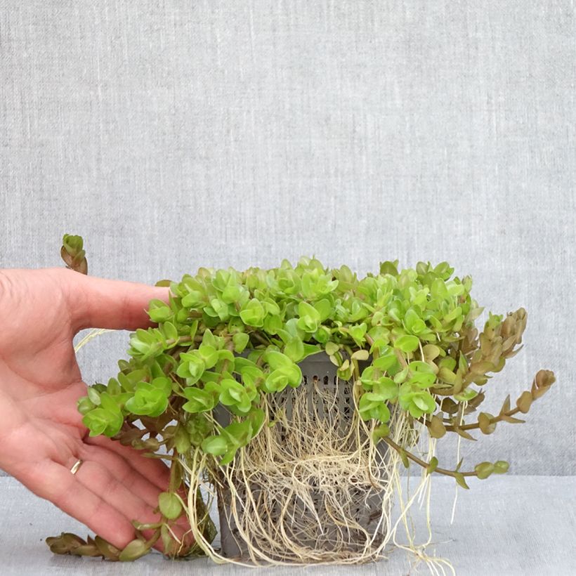 Esemplare di Bacopa caroliniana Vaso da 1L/1,5L consegnato in estate
