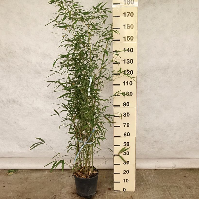 Esemplare di Phyllostachys aurea - Bambù dorato Vaso da 7,5L/10LAltezza consegnata circa 100/125cm consegnato in estate