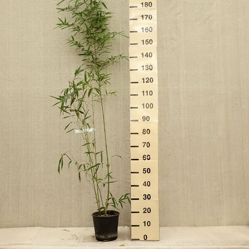 Esemplare di Phyllostachys aurea Koï - Bambù dorato Vaso da 4L/5L come consegnato in autunno