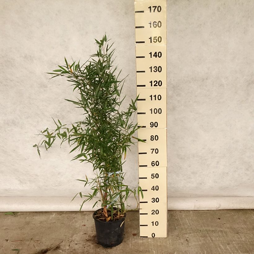 Esemplare di Phyllostachys aurea - Bambù dorato Vaso da 4L/5L consegnato in estate