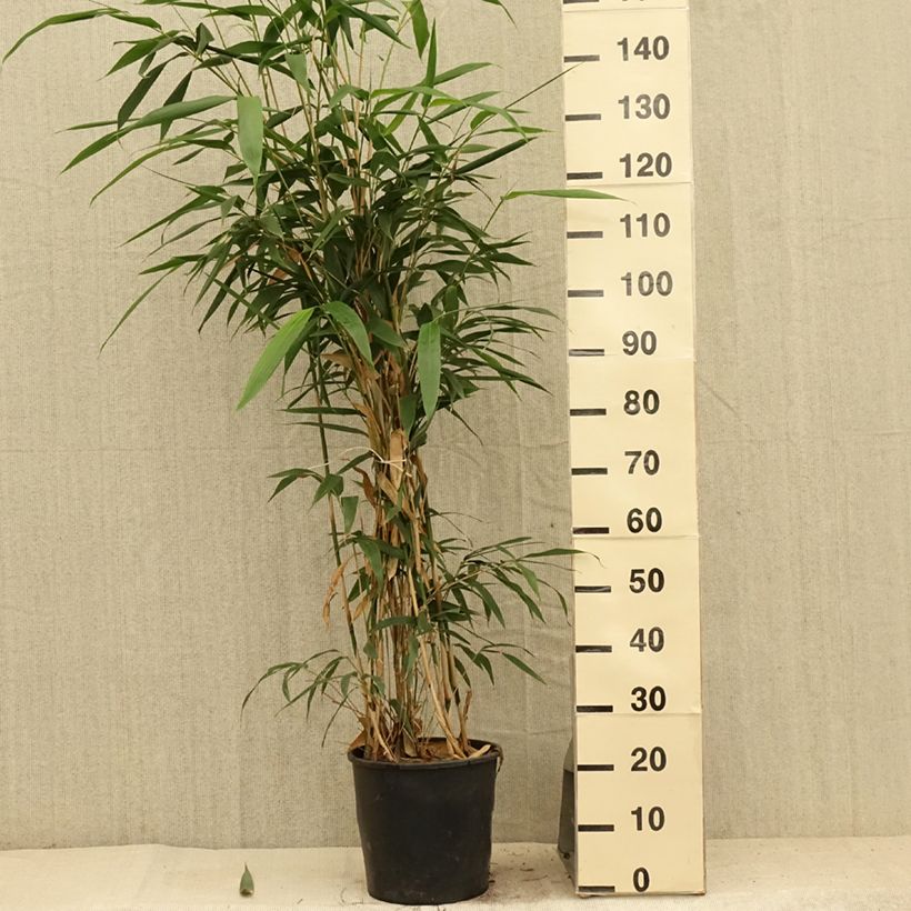 Esemplare di Pseudosasa japonica - Bambusa Metake Vaso da 4L/5L consegnato in estate