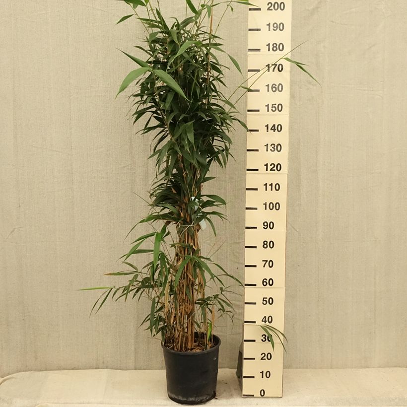 Esemplare di Pseudosasa japonica - Bambusa Metake Vaso da 12L/15L consegnato in estate