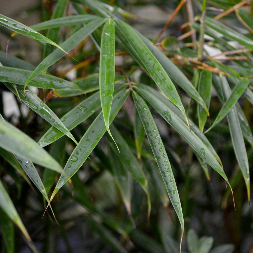 Fargesia robusta (Fogliame)