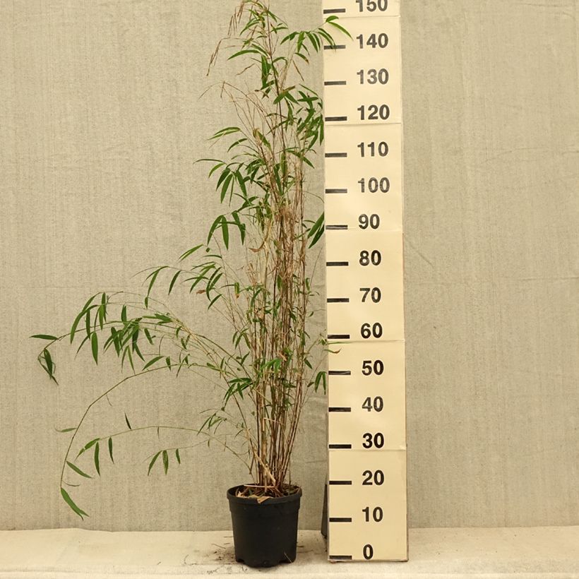 Esemplare di Fargesia yunnanensis Vaso da 4L/5L consegnato in estate