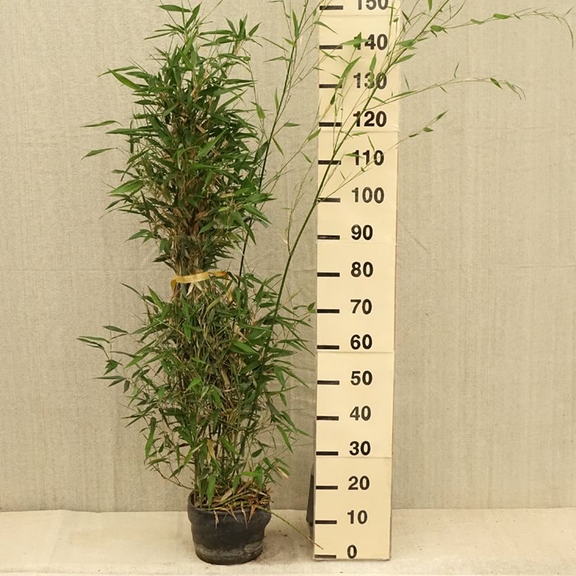 Esemplare di Phyllostachys bissetii - Bambù Vaso da 4L/5L consegnato in estate