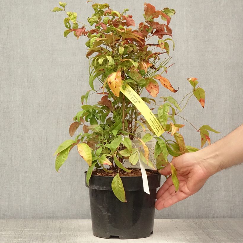 Esemplare di Nandina domestica Blush Pink Vaso da 2L/3L consegnato in estate