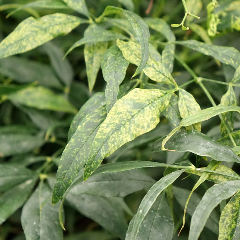 Nandina domestica Brightlight (Fogliame)