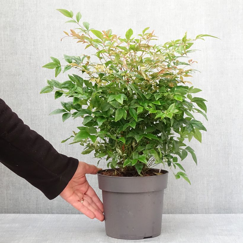 Nandina domestica Magical Sunrise Vaso da 3L/4L esemplare consegnato in inverno