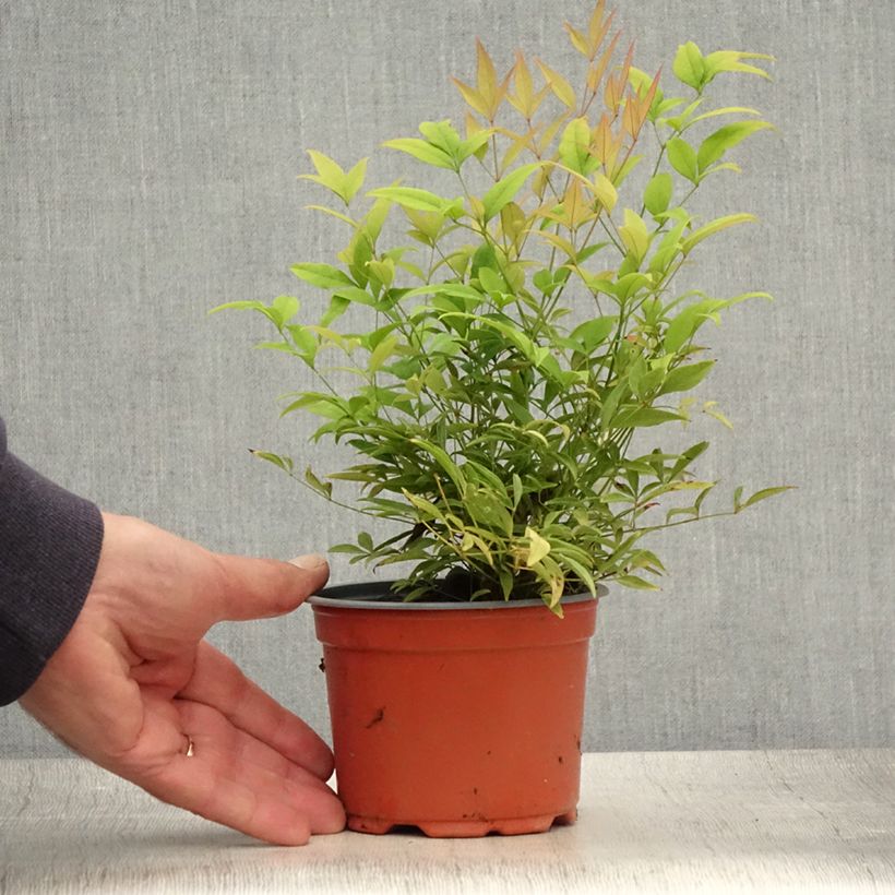 Esemplare di Nandina domestica Moon Bay Vaso da Ø 12 cm / 13 cm consegnato in estate
