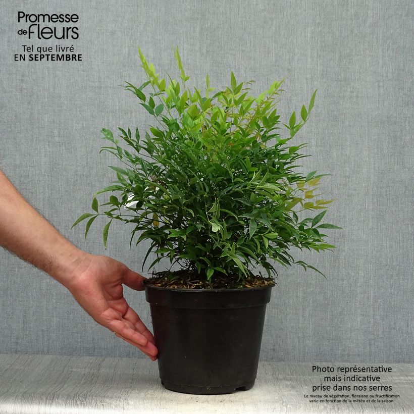 Esemplare di Nandina domestica Moon Bay Vaso da 3L/4L come consegnato in autunno