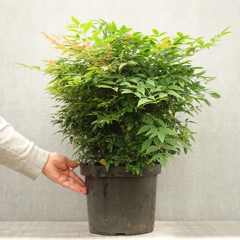 Esemplare di Nandina domestica Sienna Sunrise Vaso da 7,5L/10L consegnato in estate