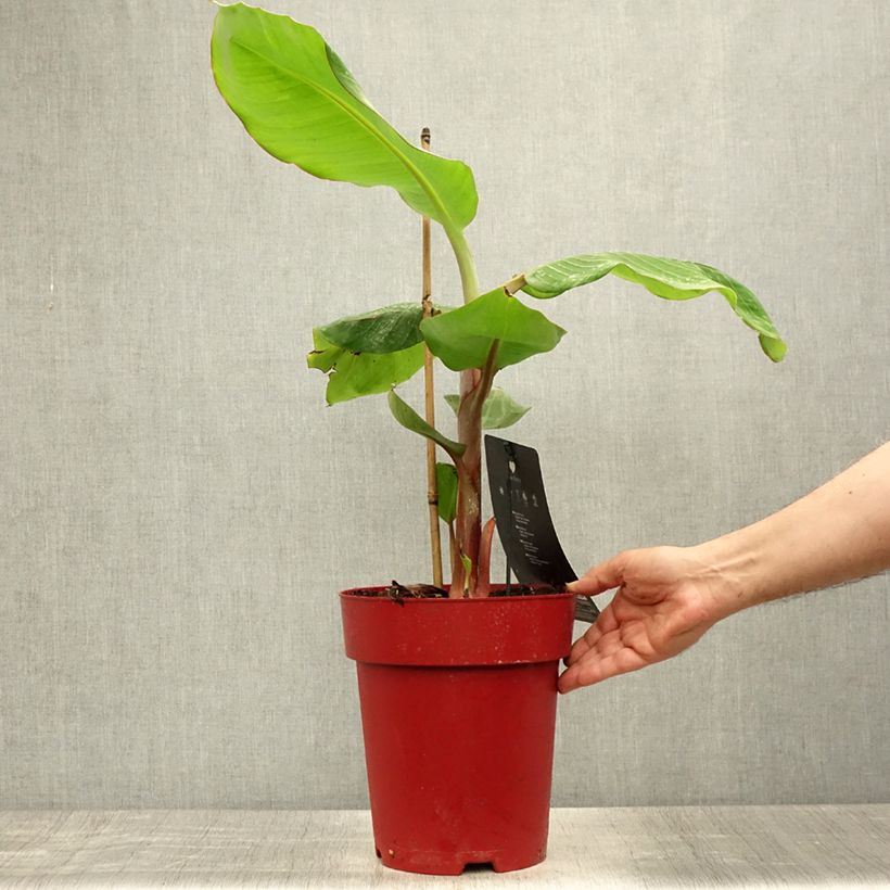 Esemplare di Musa acuminata Red Dacca - Banana plátano nano Vaso da 6L/7L consegnato in estate