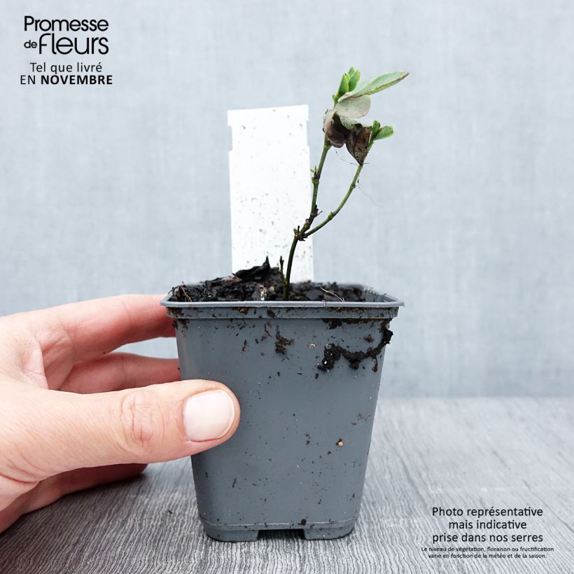 Esemplare di Baptisia alba var. macrophylla Vasetto da 8/9 cm come consegnato in autunno