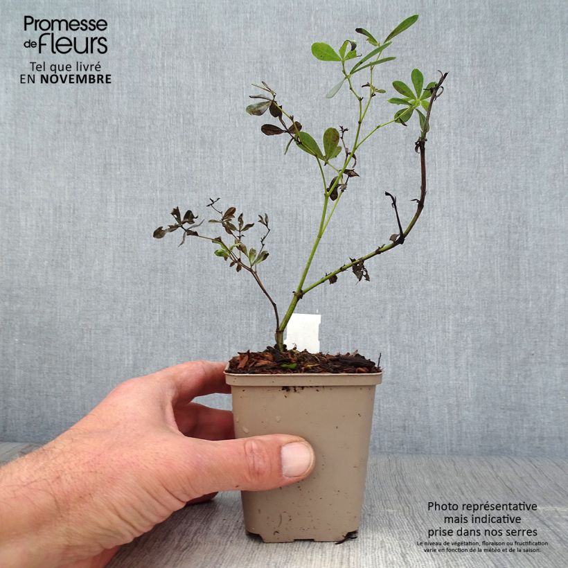 Esemplare di Baptisia albescens Pink Form Vasetto da 8/9 cm come consegnato in autunno