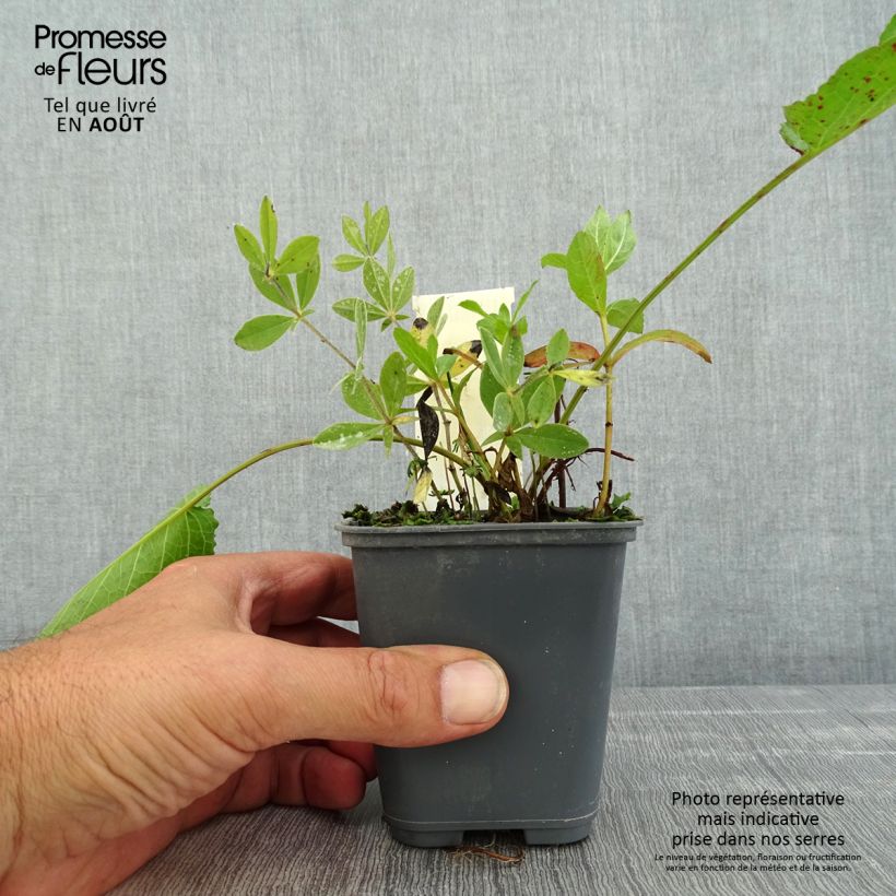 Esemplare di Baptisia bracteata Vasetto da 8/9 cm consegnato in estate