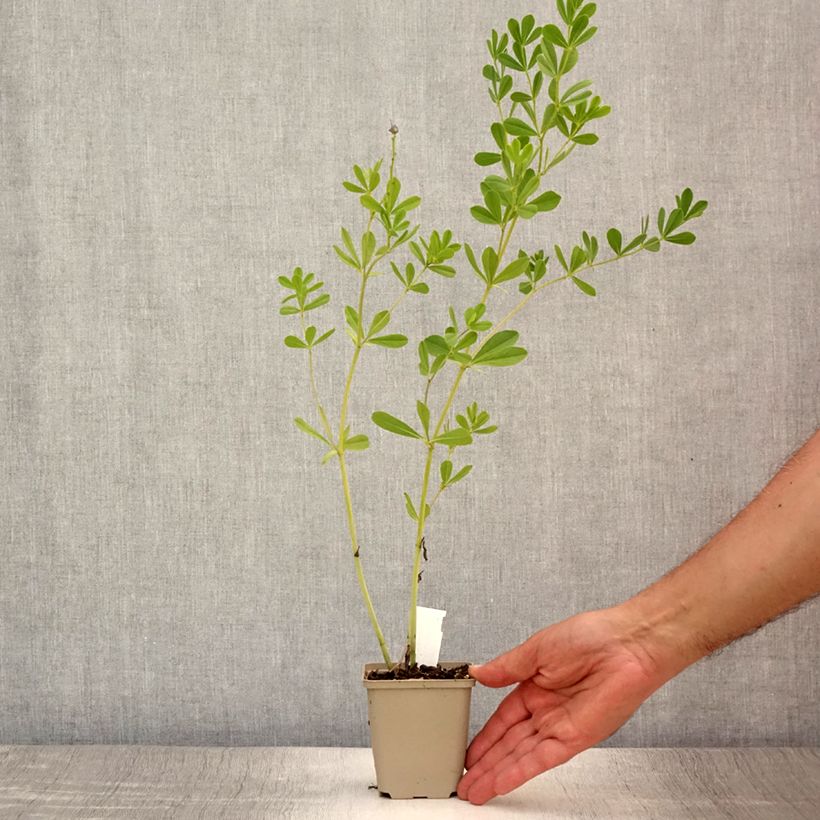 Esemplare di Baptisia australis Caspian Blue - Indaco falso blu Vasetto da 8/9 cm consegnato in estate