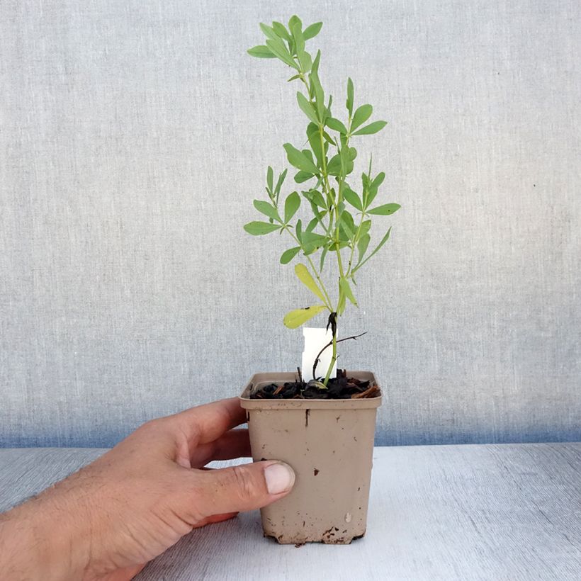 Esemplare di Baptisia alba Vasetto da 8/9 cm consegnato in estate