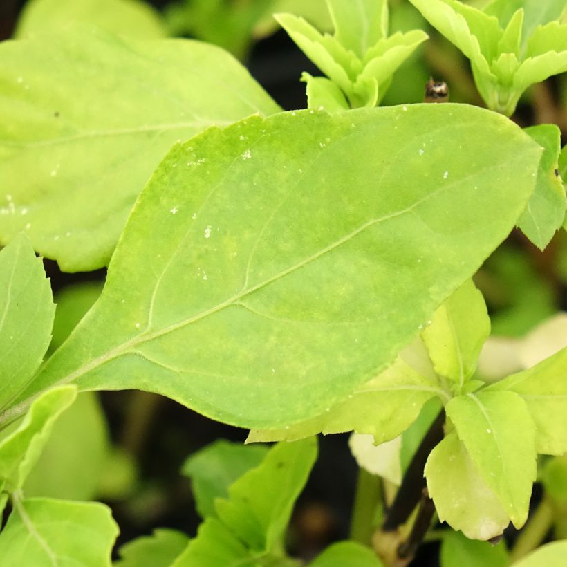 Basilico Selloi (Fogliame)