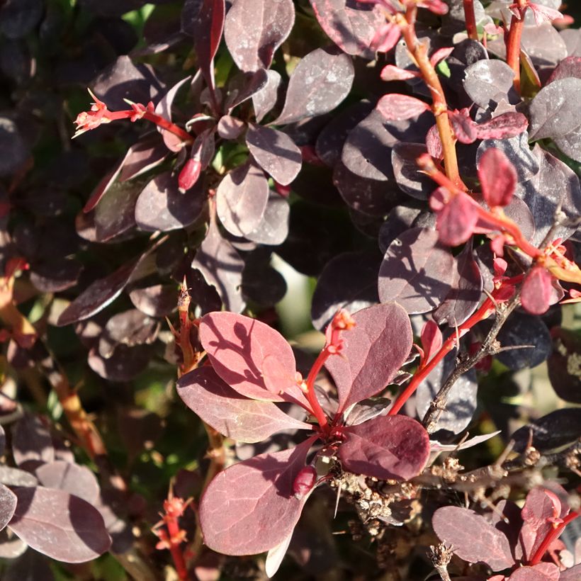Berberis thunbergii Red Rocket - Crespino giapponese (Fogliame)