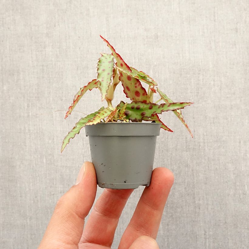 Begonia amphioxus - Bégonia d'intérieur - Motte 5 cm x 7 cm esemplare consegnato in primavera