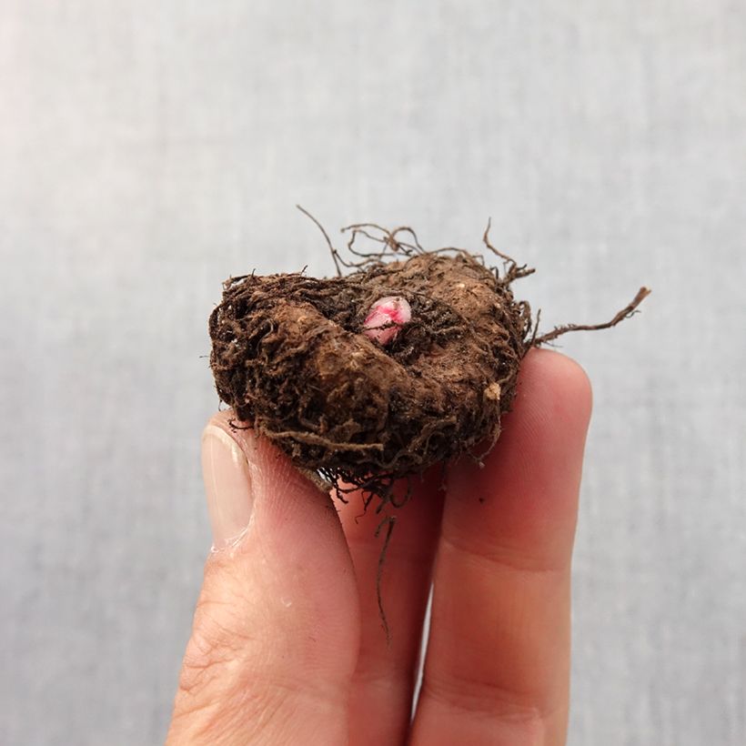 Begonia Compacta Bulbo taglia 4/5 esemplare consegnato in primavera