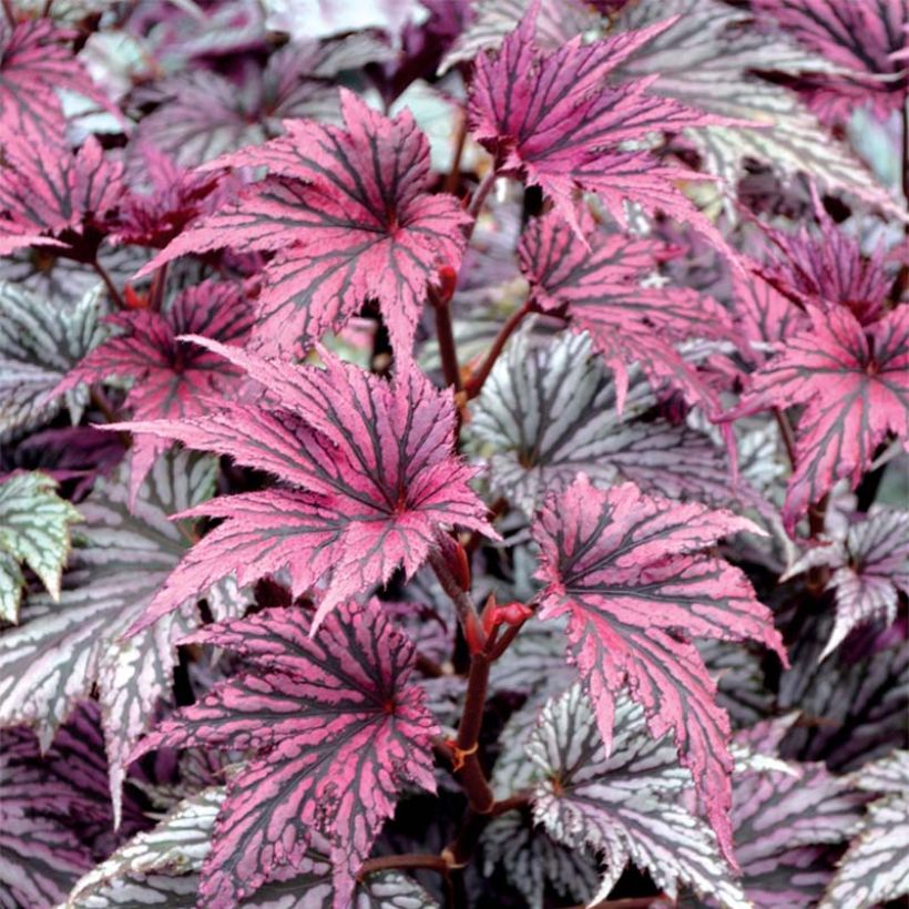 Begonia Garden Angel Blush (Fogliame)